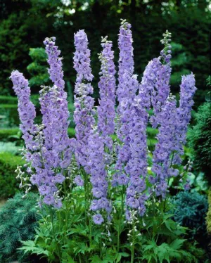 Delphinium ‘Guinevere’  Pacific Giant Delphinium - 1 Gallon Potted Perennial