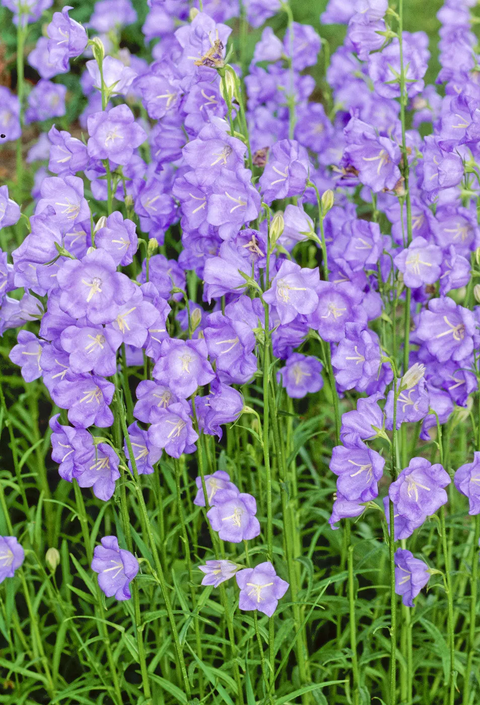 Delphinium ‘Guinevere’  Pacific Giant Delphinium - 1 Gallon Potted Perennial