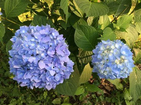 Endless Summer 'BloomStruck' Bigleaf Hydrangea - 2 Gallon Potted Shrub