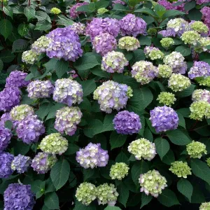 Endless Summer 'BloomStruck' Bigleaf Hydrangea - 2 Gallon Potted Shrub