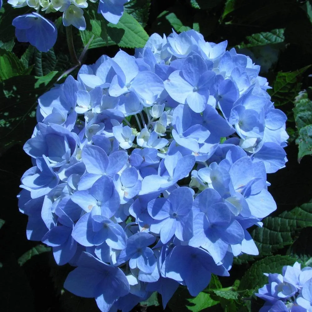 Endless Summer 'Blue' Hydrangea - 3 Gallon Potted Shrub