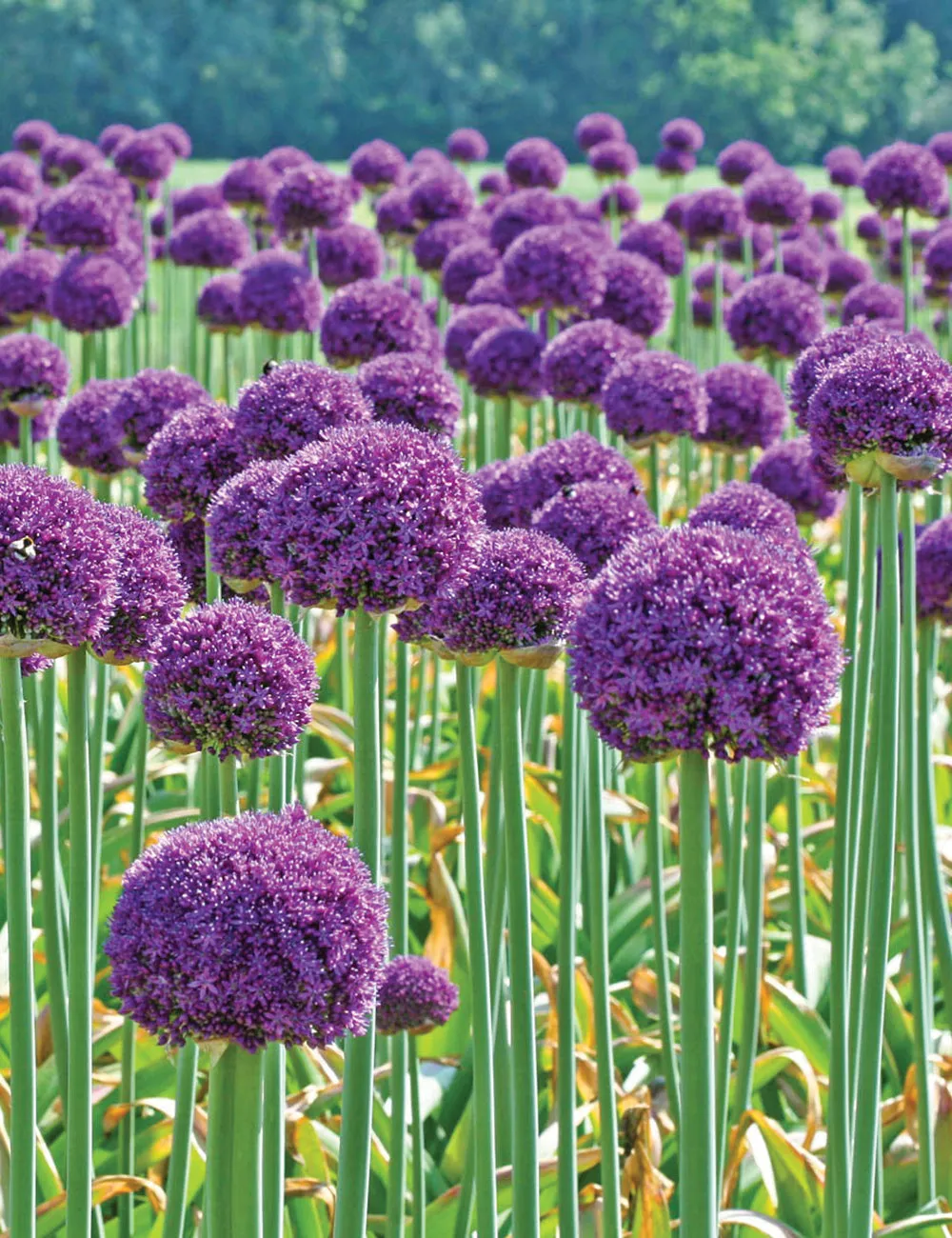 Florissa Allium 'Ambassador' (Ornamental Onion) - 1 Bulb/Pkg
