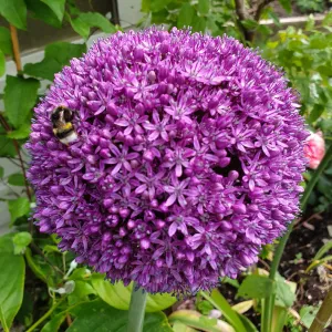 Florissa Allium 'Ambassador' (Ornamental Onion) - 1 Bulb/Pkg