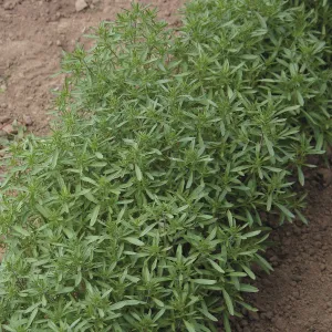 OSC Summer Savory Seeds - Packet