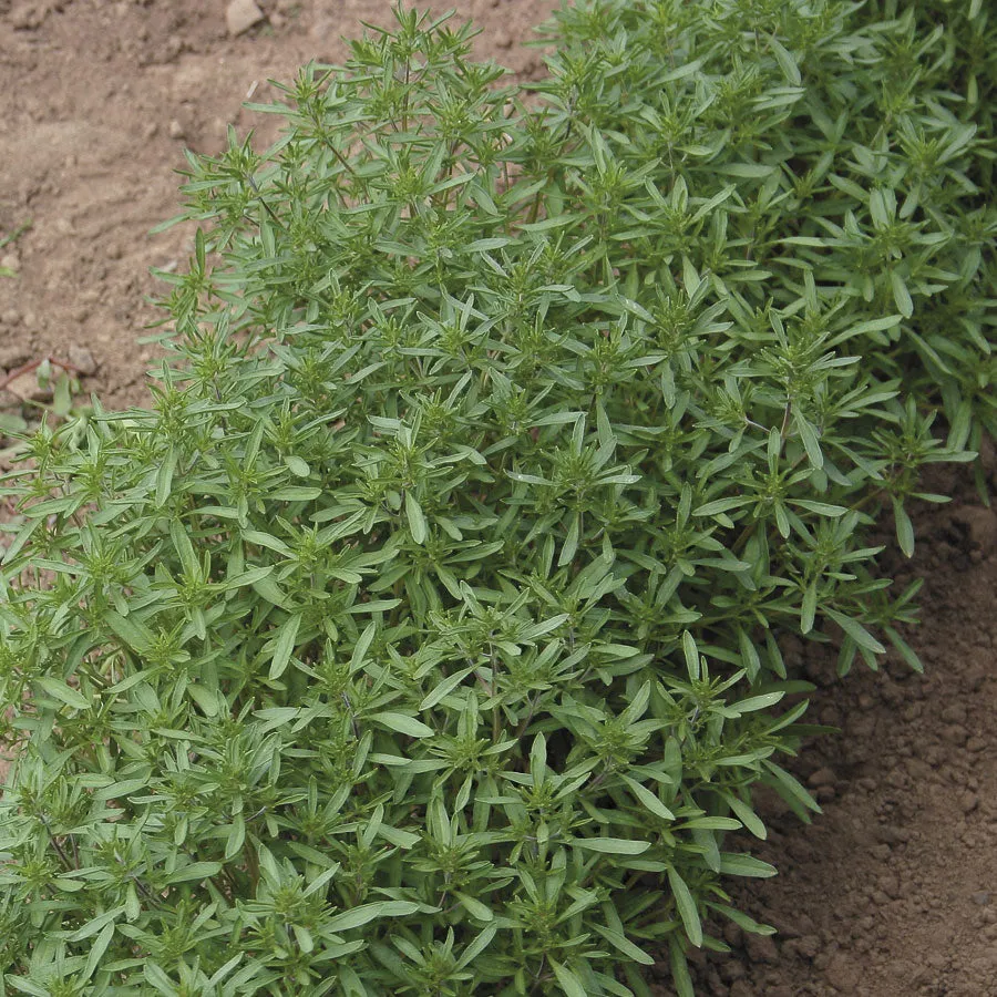 OSC Summer Savory Seeds - Packet