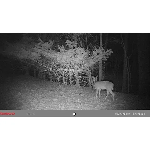 Tasco 12MP Trail Cam - Low Glow