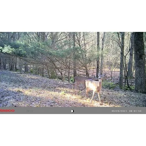 Tasco 12MP Trail Cam - Low Glow