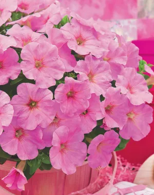 William Dam Trilogy Pink Lips Petunia Seeds - Packet